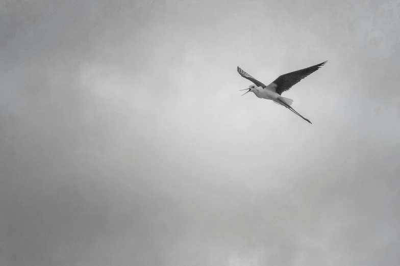 a bird flying over a tree in the sky