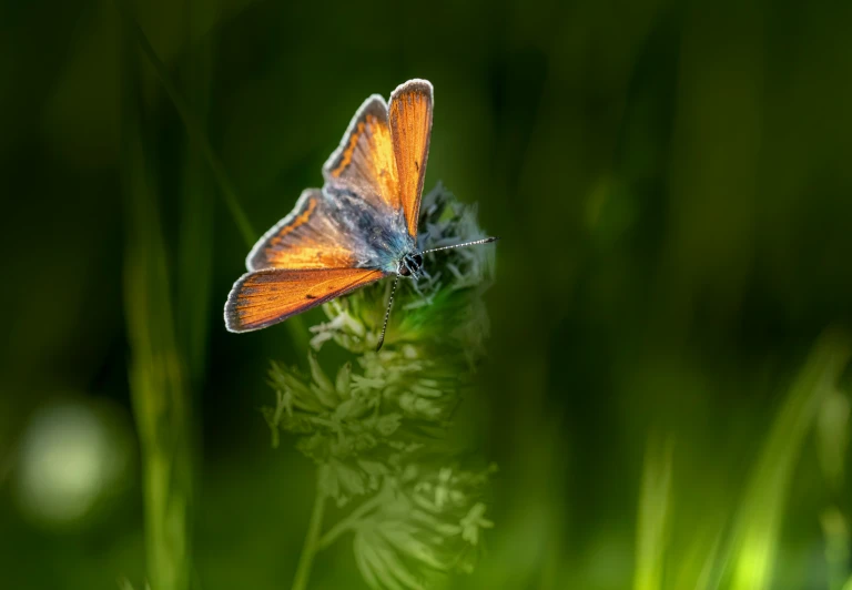 an orange and blue erfly perched on a flower
