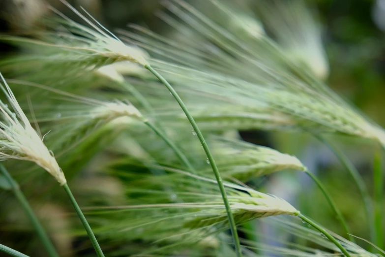 a plant with green leaves in a field