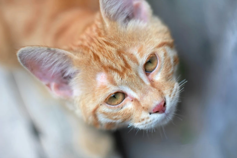 an orange cat sits and looks forward