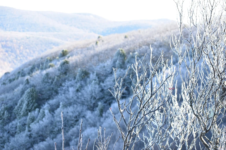 some very pretty bushes with some pretty snowy plants