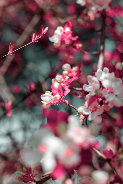 the beautiful pink flowers and the purple stems are just beginning to bloom