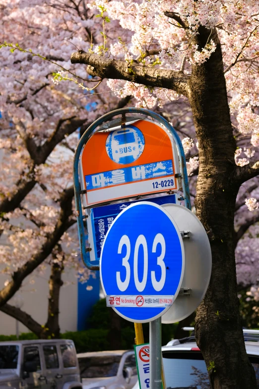 there is a blue and orange street sign next to cherry blossom trees