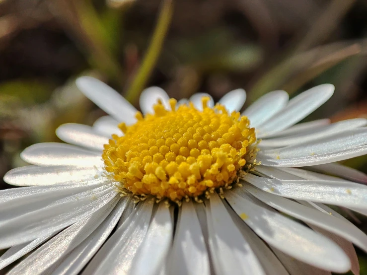 a close up view of a daisy in full bloom