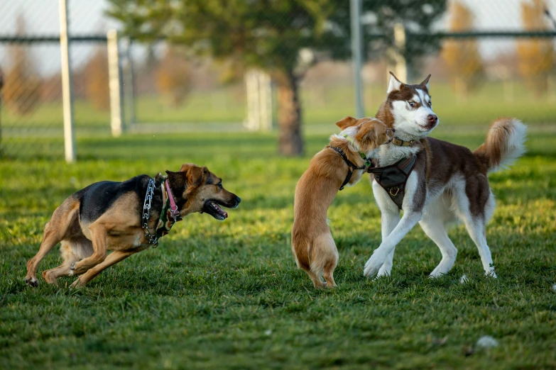 three dogs fighting over a frisbee in the park