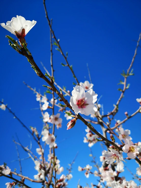 two white and pink blossoms growing on a tree