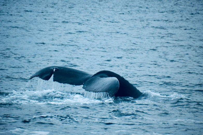 a big whale is out in the ocean