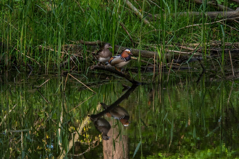 a couple of ducks sitting on top of a tree