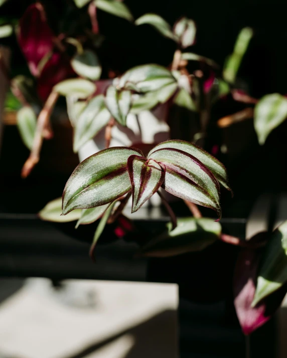 a very pretty plant with some red and purple flowers