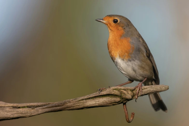 a red, gray and orange bird sits on a nch