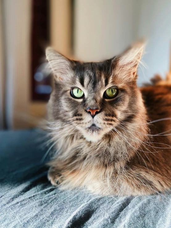 a cat that is sitting on a bed