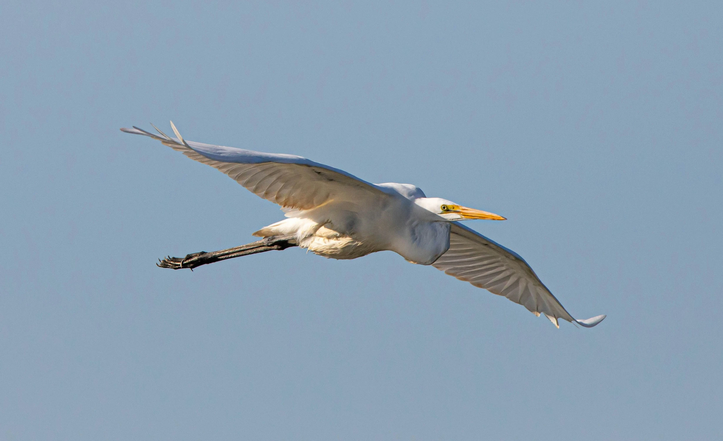 a white bird flying through a blue sky