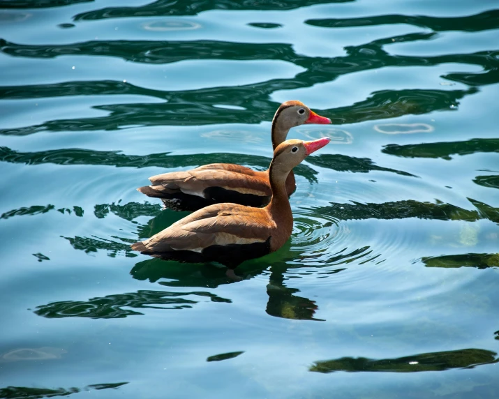 a duck is in the water of a body of water