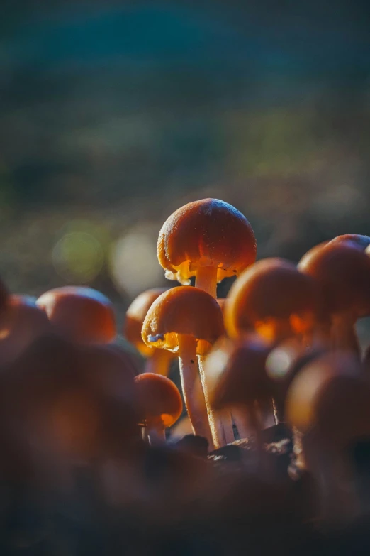 many mushrooms grow on top of the moss