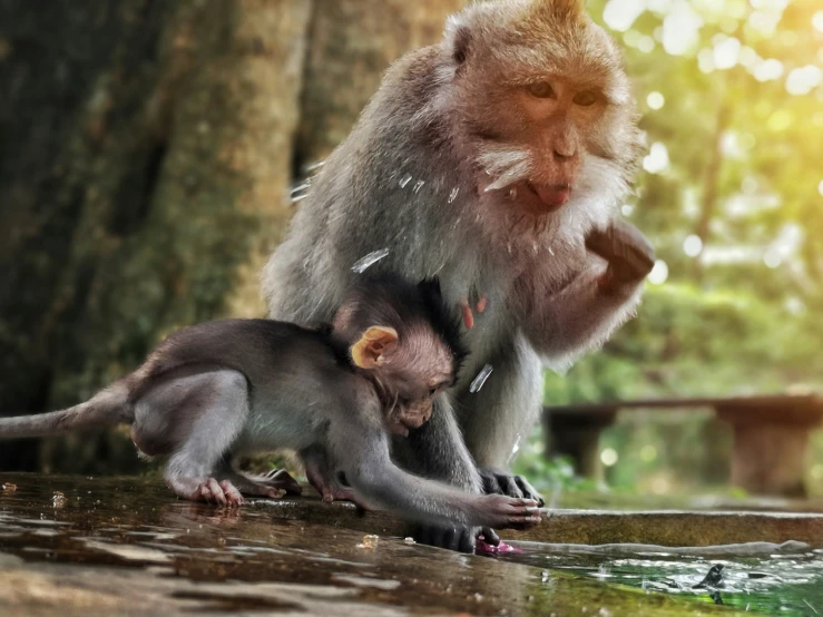 a baby monkey on his mother's back