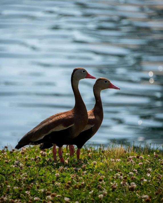 two geese walking on the grass next to a body of water