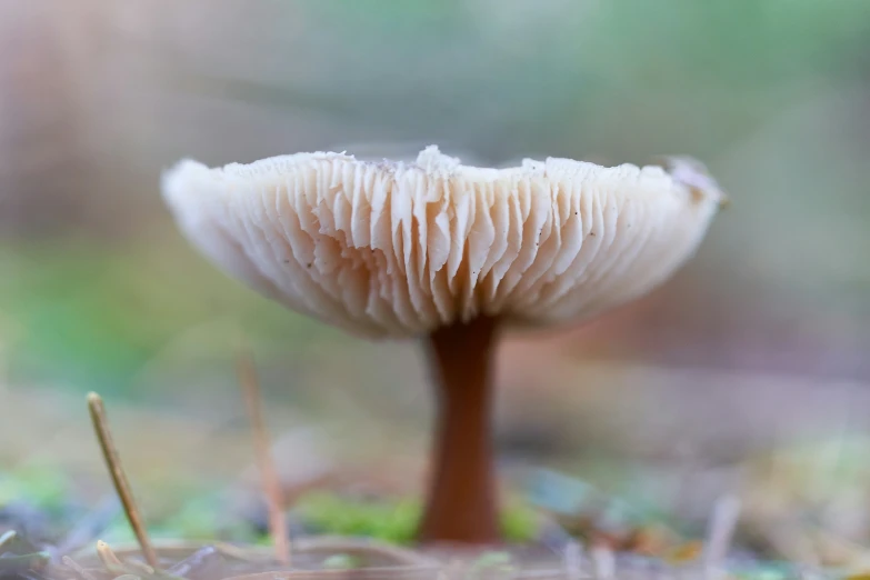 small mushrooms are sitting on a mossy surface