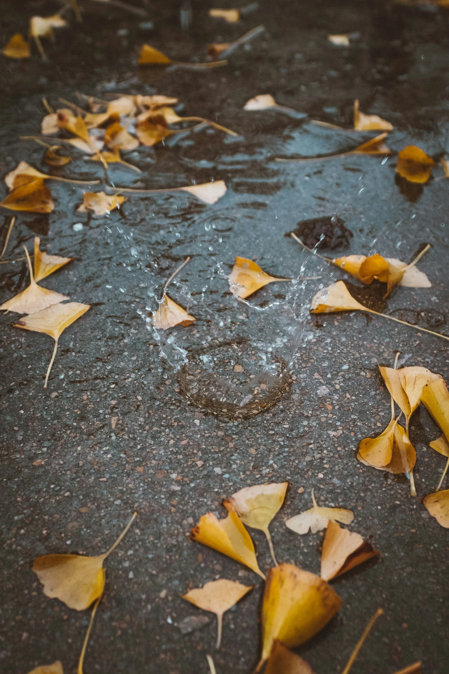 leaves are on the ground and wet and water has been flowing from them