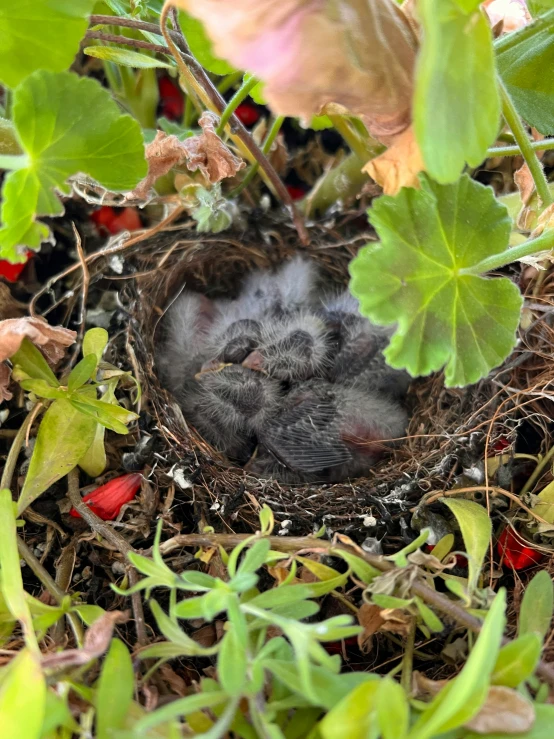 a baby bird is nestled in its nest outside