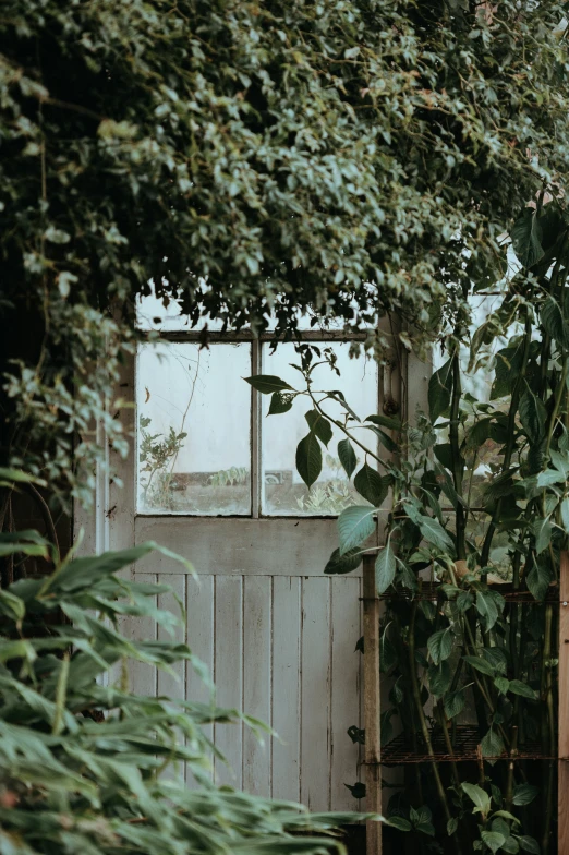 a white shed with an open door surrounded by plants