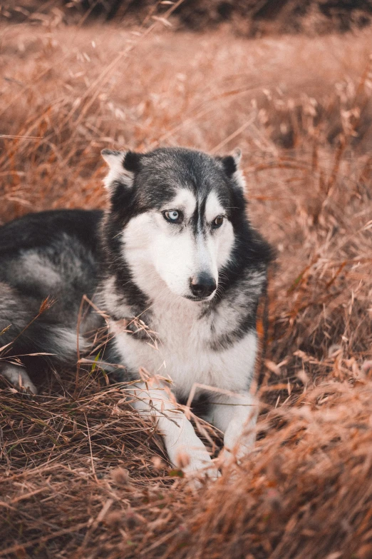 dog laying in the dry grass looking straight ahead