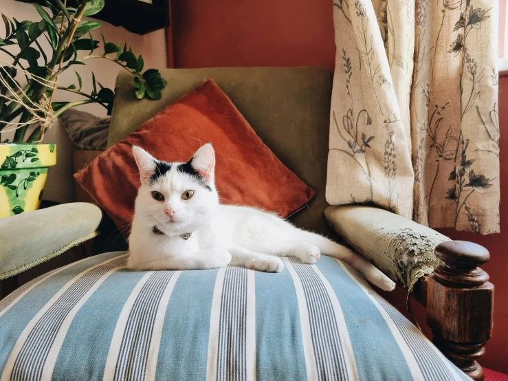 a cat lying on top of a blue striped couch