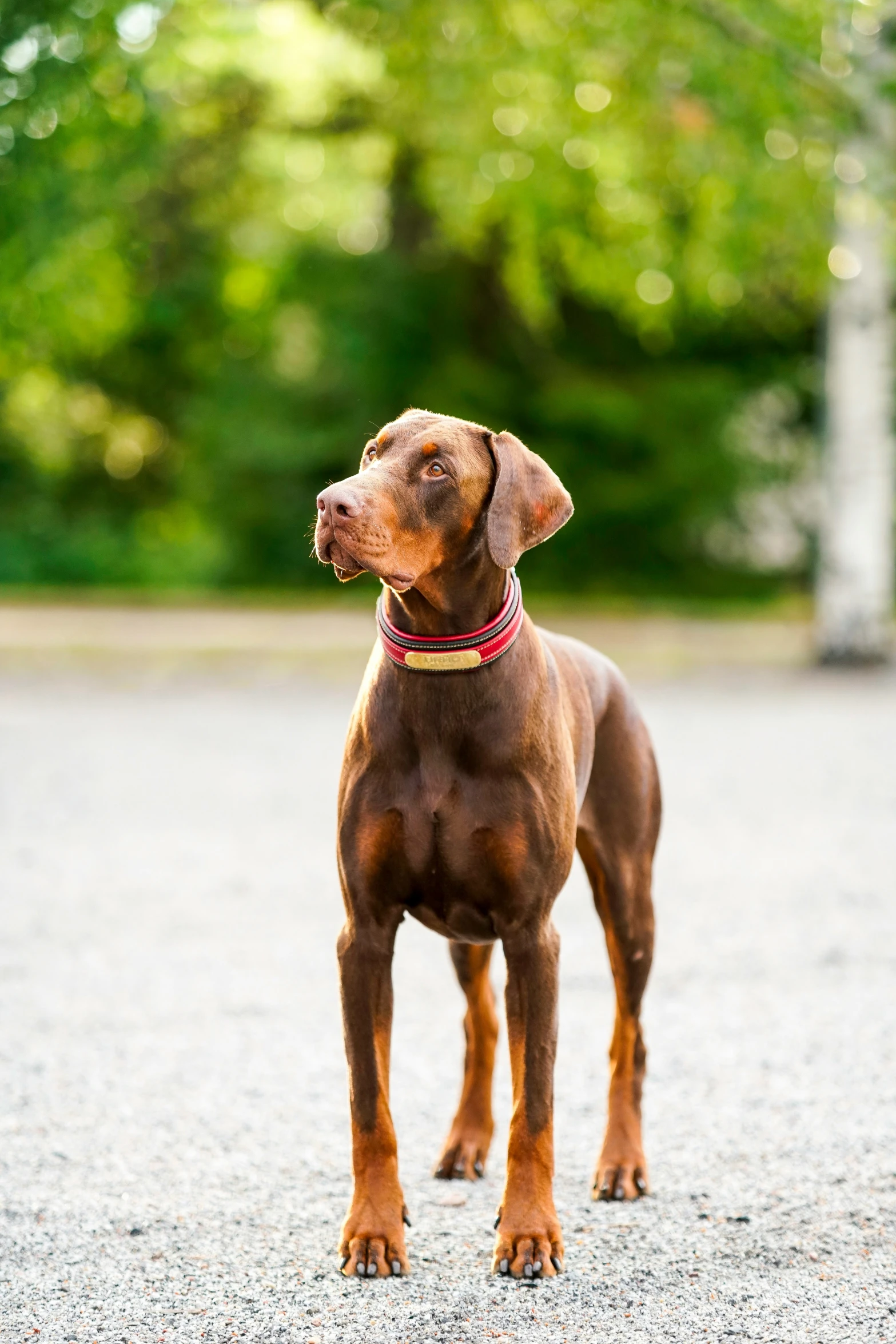 dog looking on intently in open area with trees in background