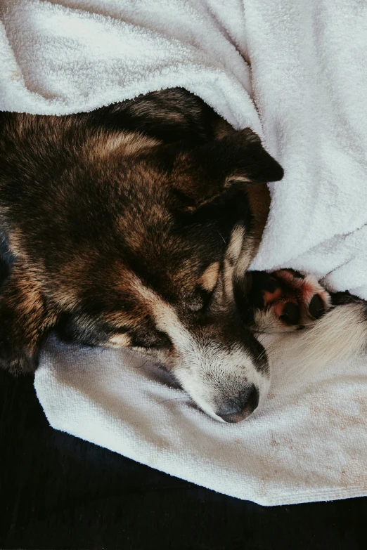 the dog is sleeping on the white blanket