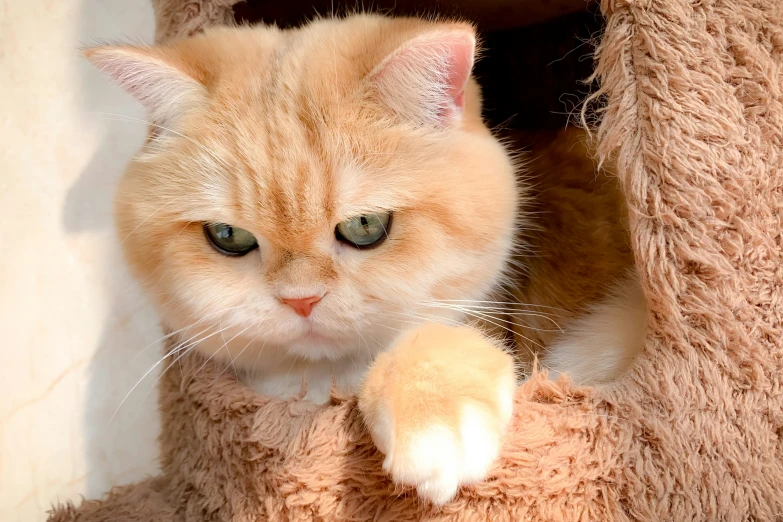 a yellow cat playing with a beige teddy bear
