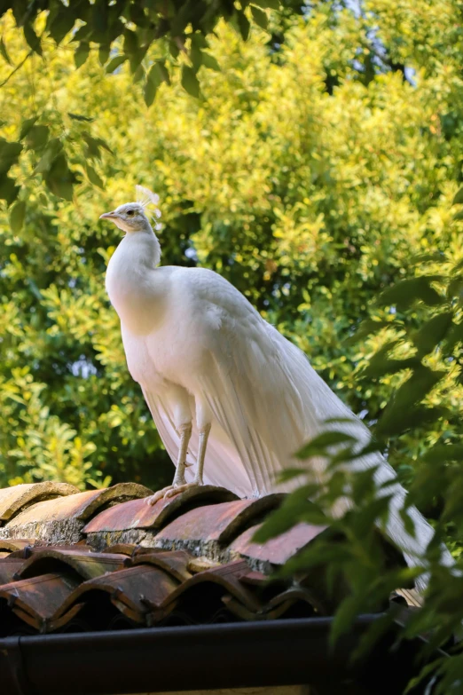 a white bird with an orange beak perched on top of a tiled roof