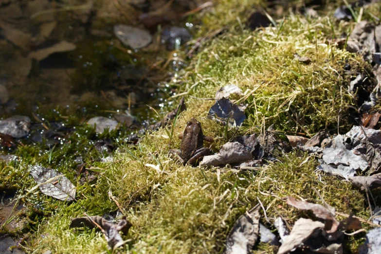 a green field covered in dirt and moss