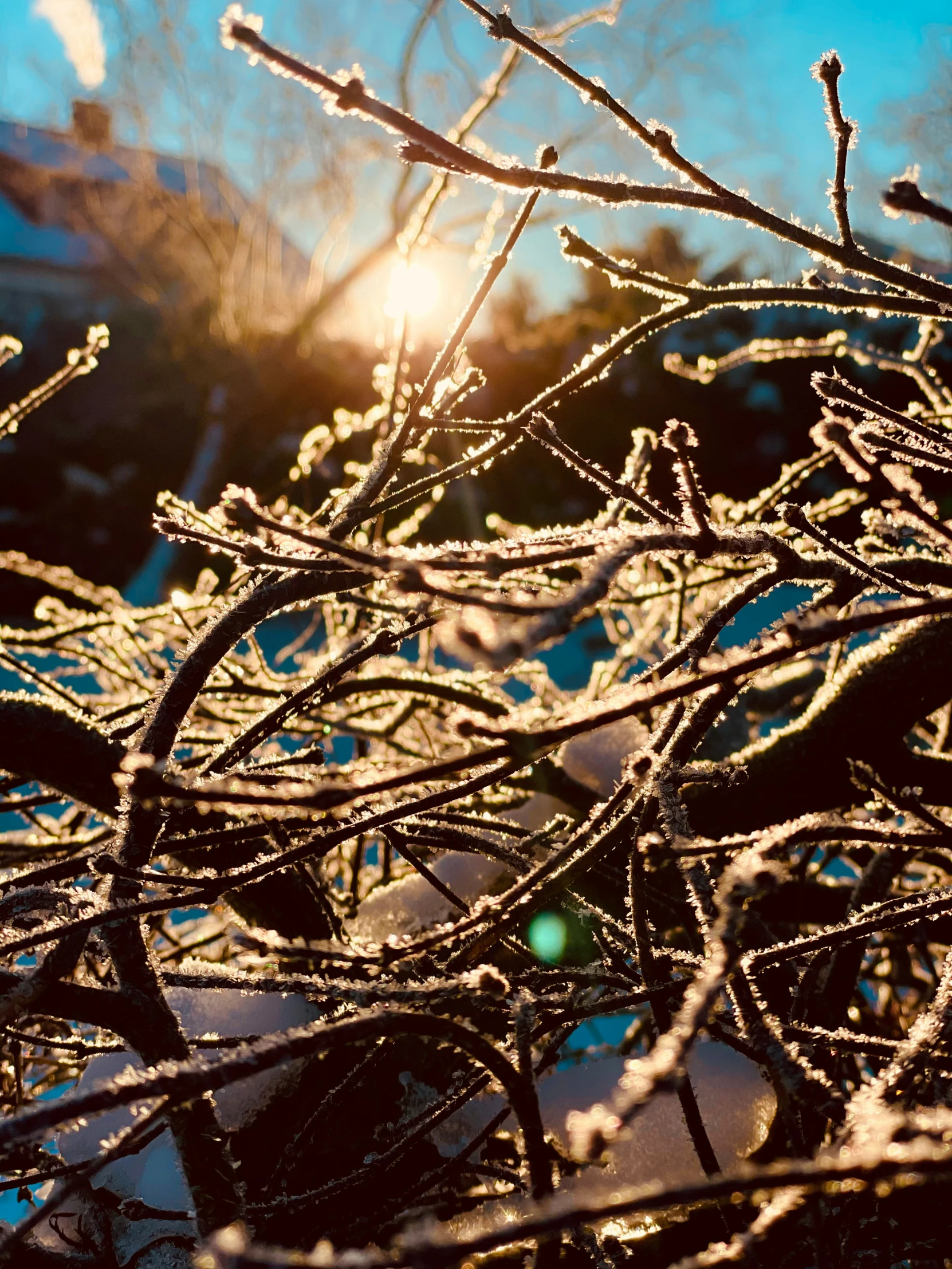 a tree with ice on it is in the winter