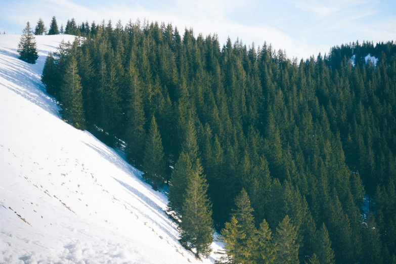 the slope is filled with trees in the mountains