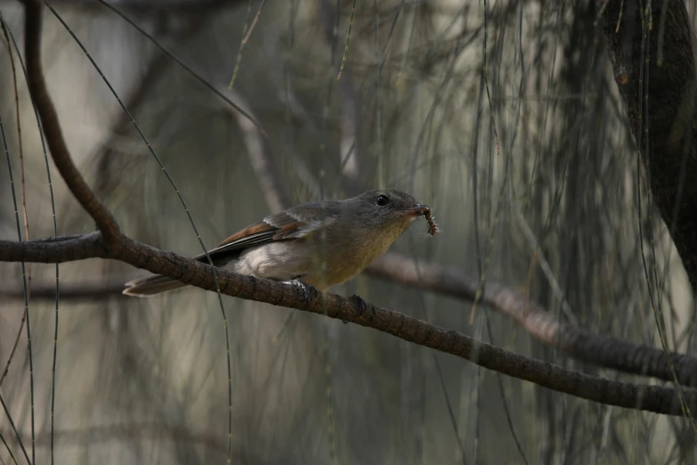 a bird that is perched on a nch