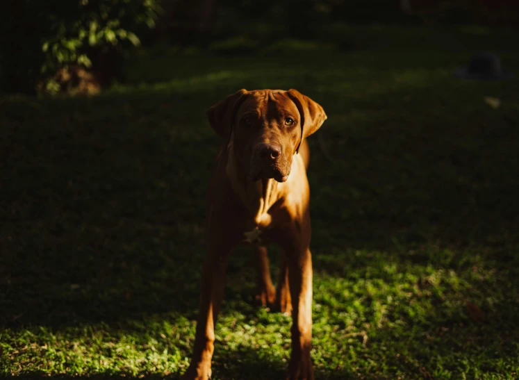 a dog in the dark with it's mouth open