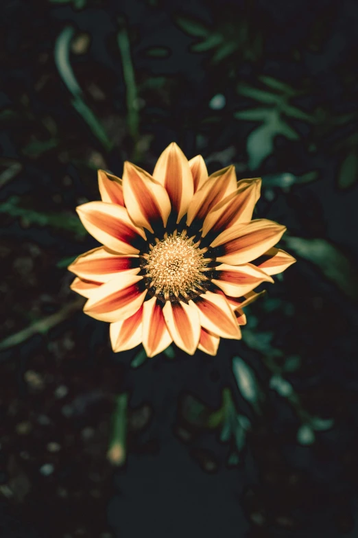 a yellow flower sits on the ground