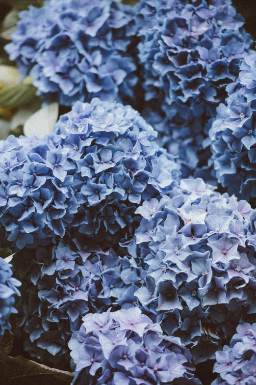 a bunch of blue flowers next to a green leafy plant