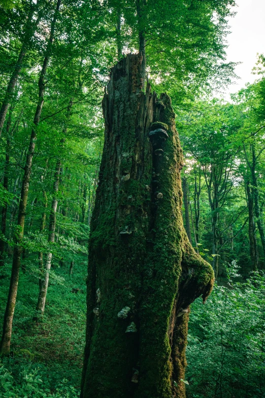 a large mossy tree sitting in the forest