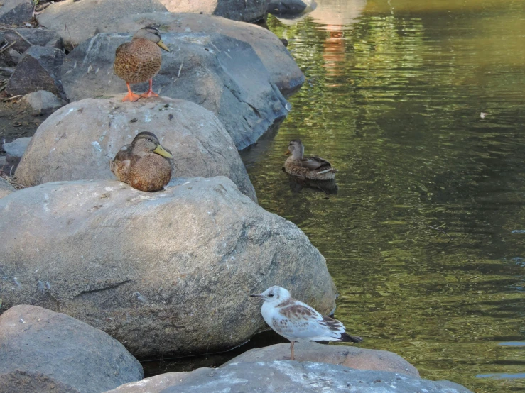 several birds standing on a rock next to the water