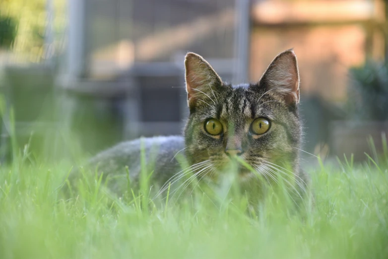 there is a cat that is laying in the grass