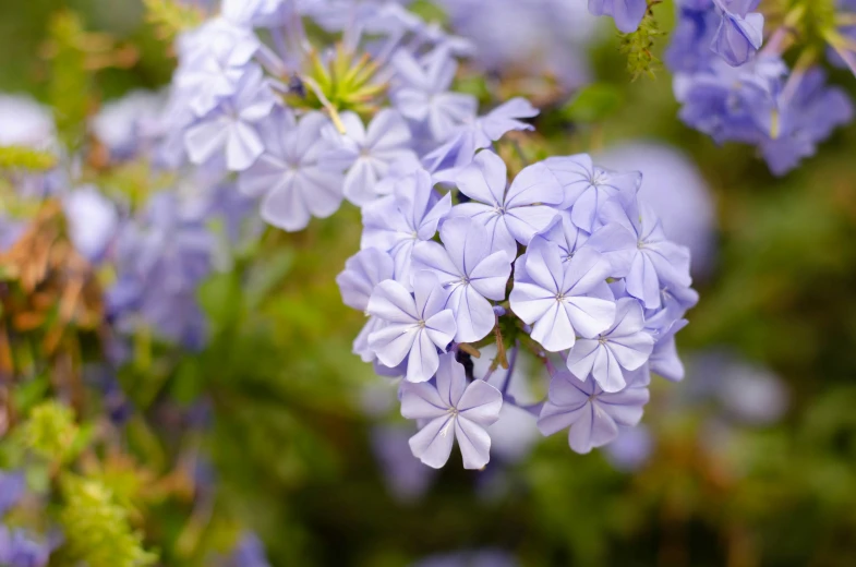 a close up view of blue and white flowers