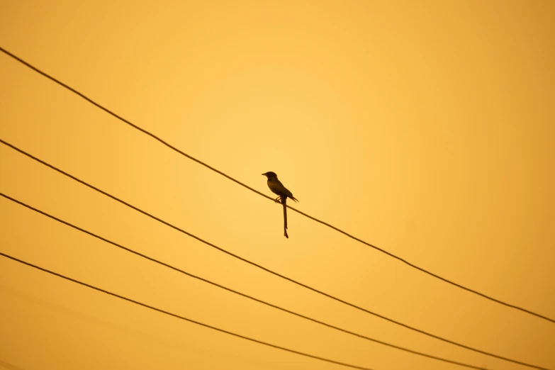 a single bird is on the electric wire