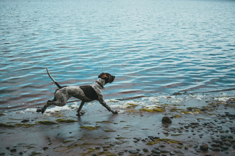 a dog standing in the water on the shore of a lake