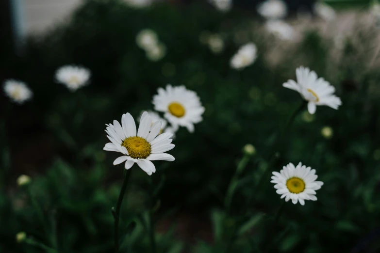 white flowers in a garden surrounded by green plants
