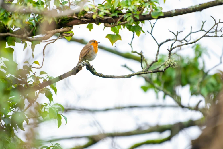 a bird with a red face sits on the nch