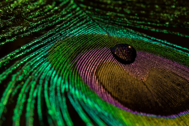 a peacock's feathers are very colorful and shows its tail