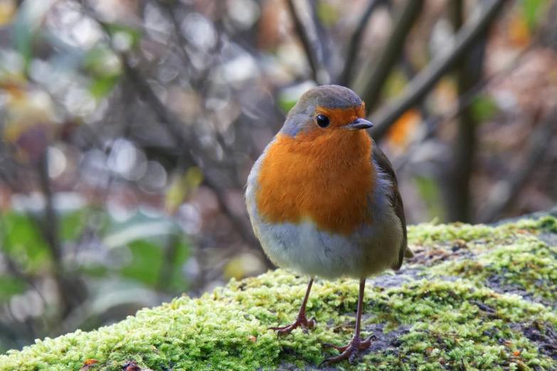 small, bright orange and blue bird standing on mossy rocks