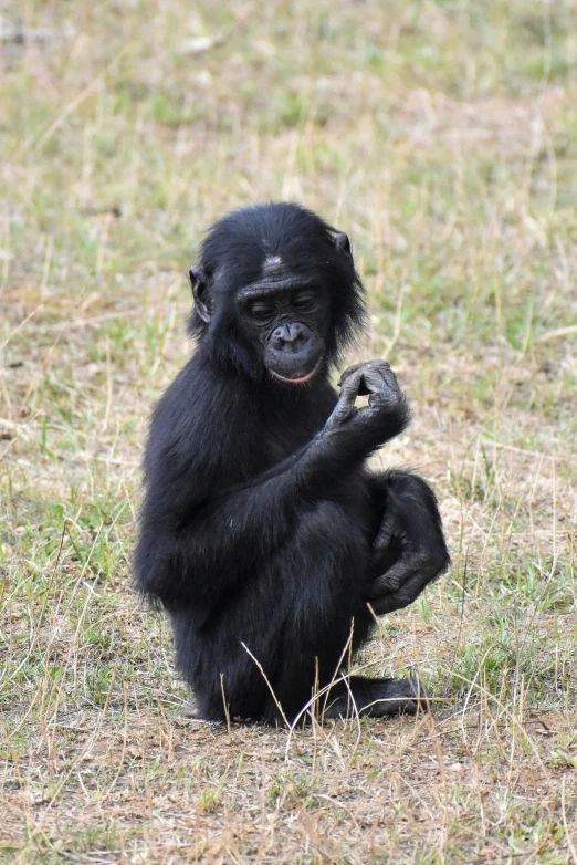 a small chimpan on the grass sitting and smiling