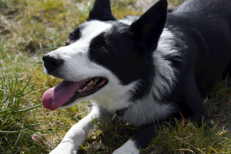 a black and white dog with its tongue hanging out laying in the grass