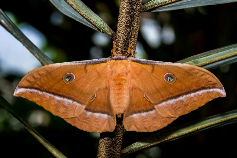 a moth is sitting on a tree in the day